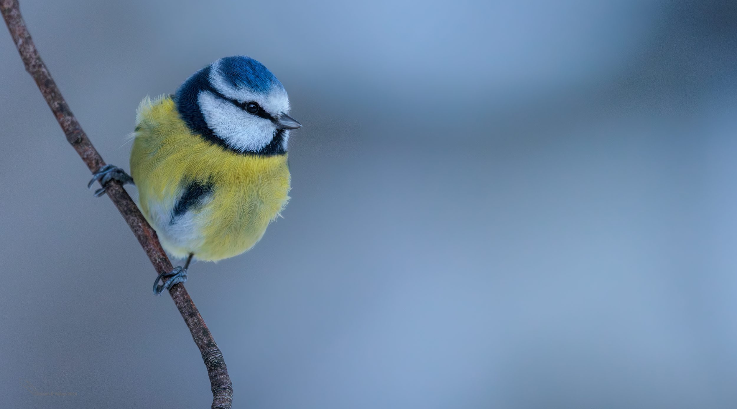 Blue tit pretty